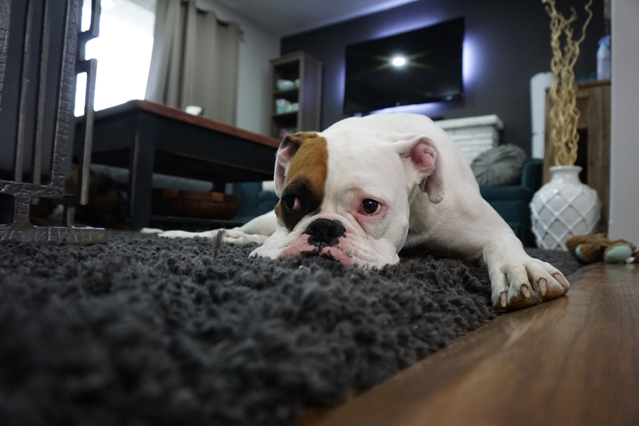 Jak skutecznie czyścić wykładziny, dywany?